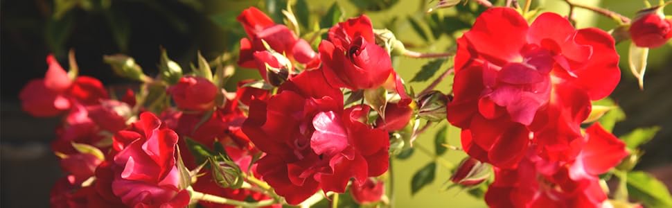 red drift rose by perfect plants