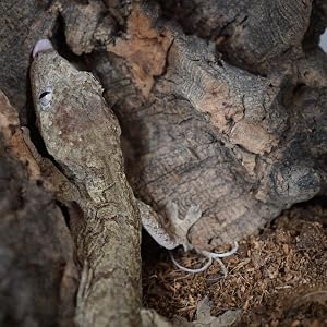 leachie gecko on coco select