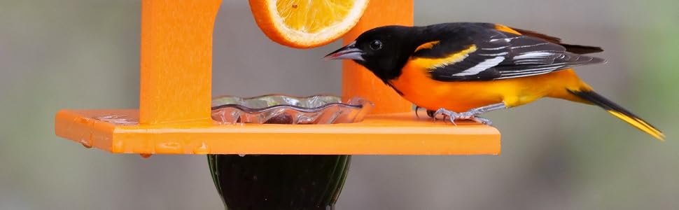 Baltimore Oriole Feeding at Single Cup Feeder