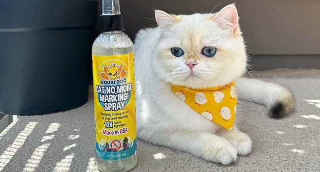 cat with no more marking spray sitting on carpet next to potted plant