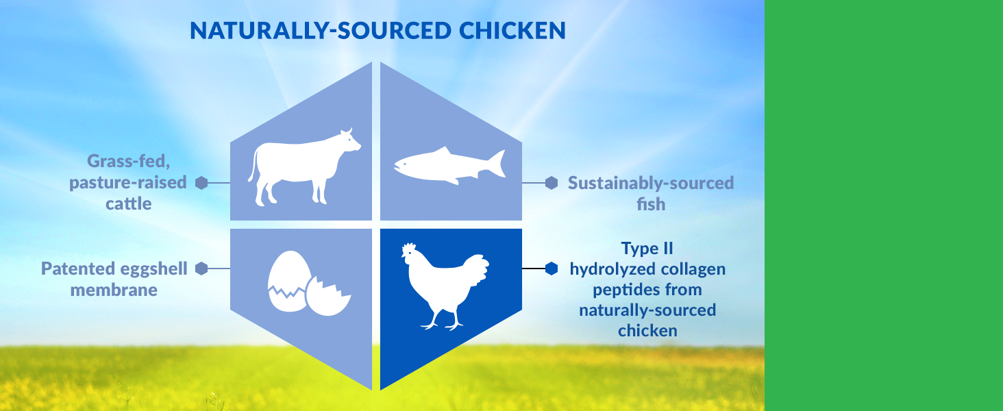 Type 2 hydrolyzed collagen peptides from naturally sourced chicken