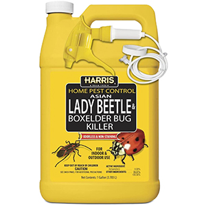 harris asian lady beetle killer