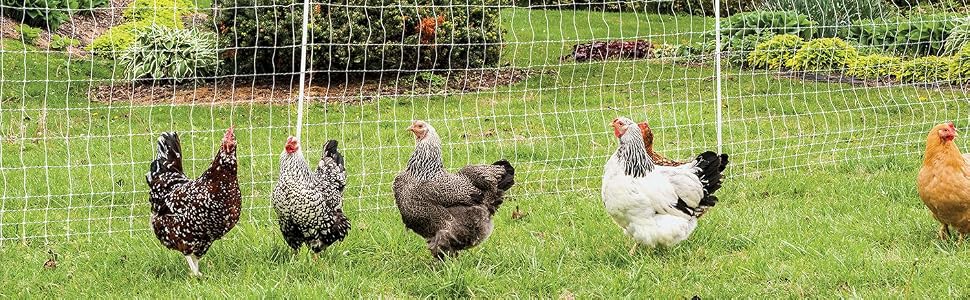 Poultrynet