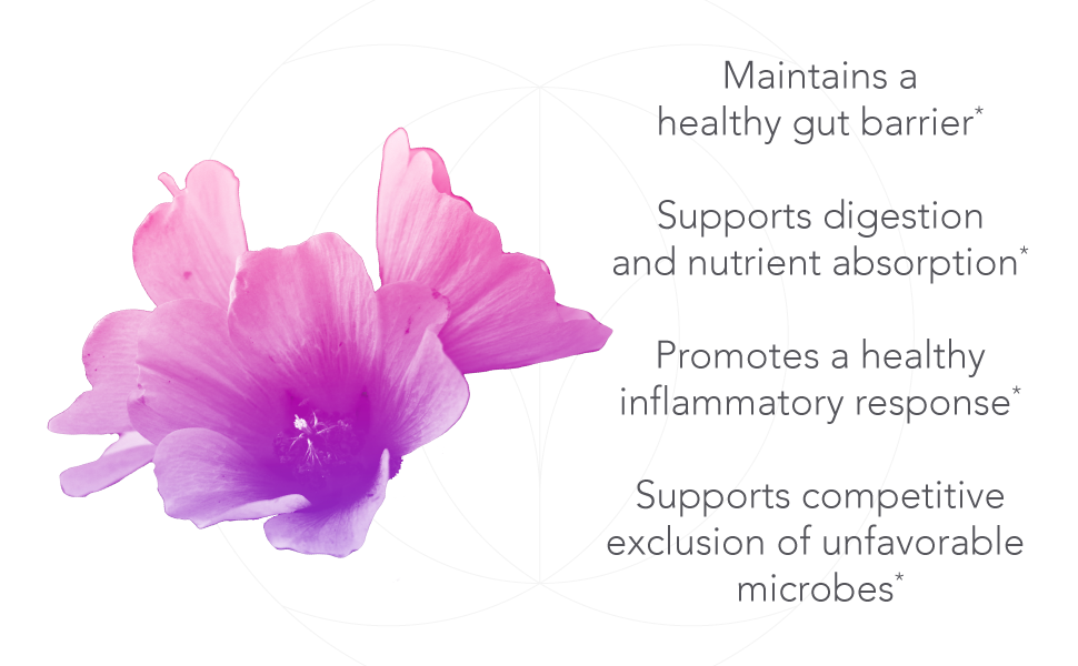 digestion digestive health supplement nutrient absorption GI barrier gut lining