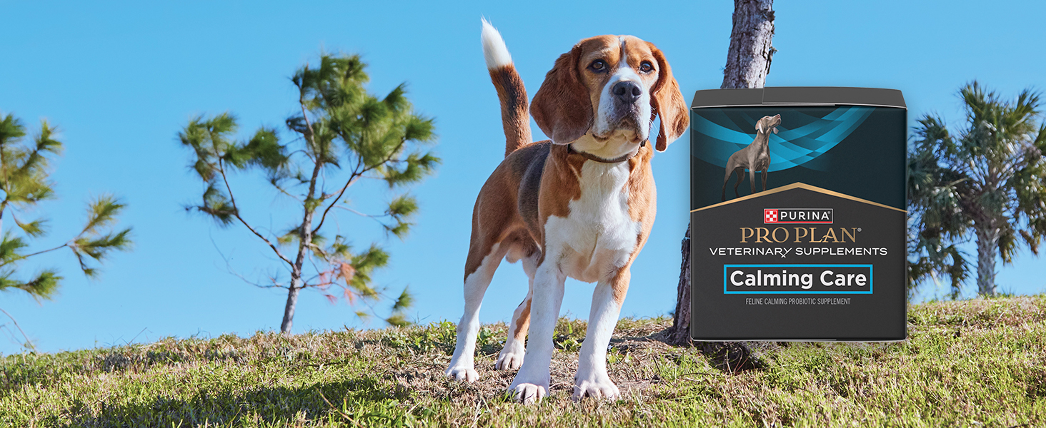 Calming Care package and dog