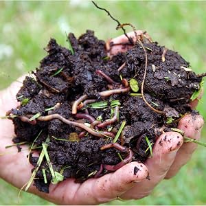 great garden ready microbes bacteria enzymes starter accelerator