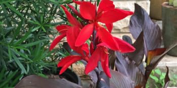 Red Futurity