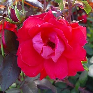 rose;flower;red;