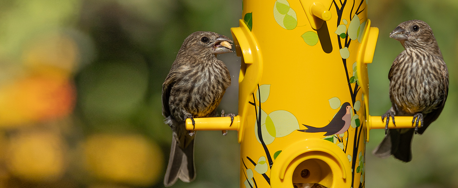 bird feeder