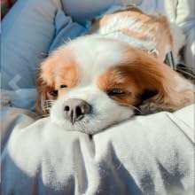 DOG3