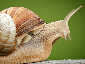 EBC12