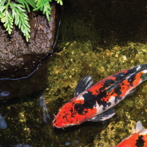 Clear water garden with waterfall