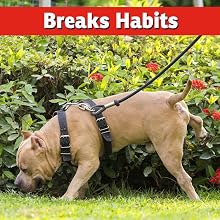 testBest Dog Repellent Cat Control Peeing stop digging natural pet safe natural