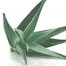 aloe vera