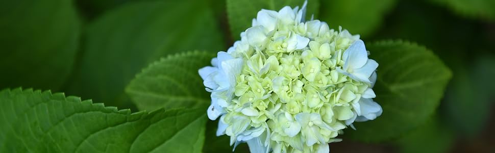 PennyMac Hdyrangea blooming with Blue flowers by Perfect Plants