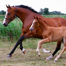 mare, foal, immunity, equine, health, stress, muscle, nerve, function