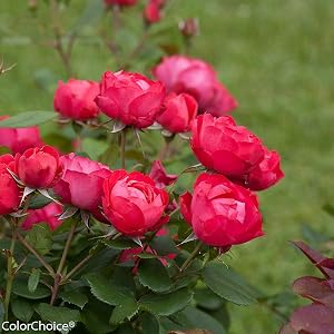 red;flowers;rose;oso