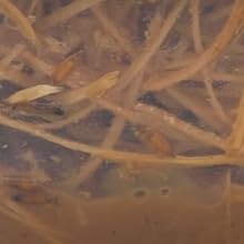 fruit fly larvae