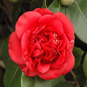 April Tryst Camellia