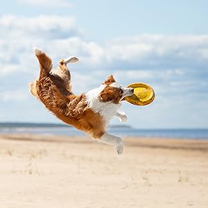 Raw mix is full of freeze-dried raw meat and superfood nutrition to help dogs thrive