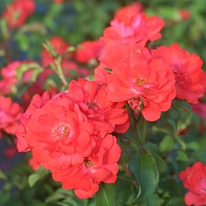 disease drought tolerant resistant coral drift ground cover rose shrubs stars roses and plants hardy