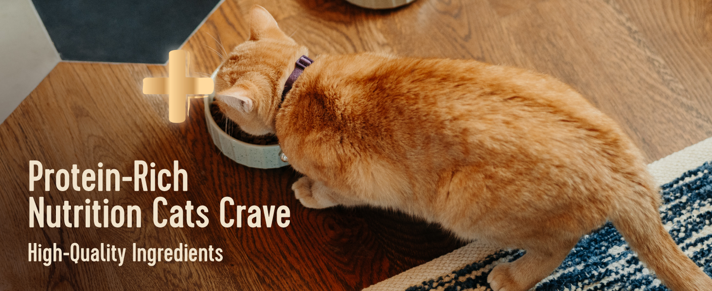 Protein-Rich Nutrition Cats Crave