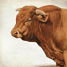 Cow illustration that shows how EPIC beef bars are made from 100% grass fed cows.