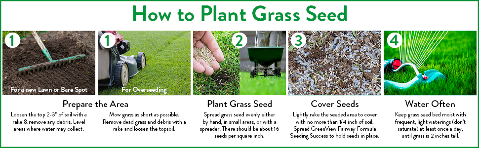 Grass, grass seed, seed, perennial ryegrass, perennial ryegrass seed, lawn, lawn seed, greenview