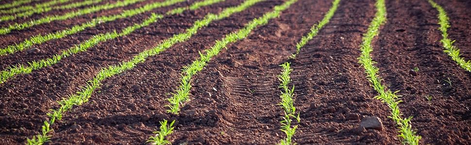Wheatland, wheat berries, whole wheat, USA grown, ID, UT