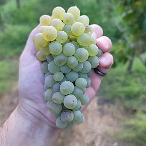 Pinot Noir with Zero Alcohol
