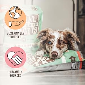 primal freeze dried dog food treat topper mixer beef chicken