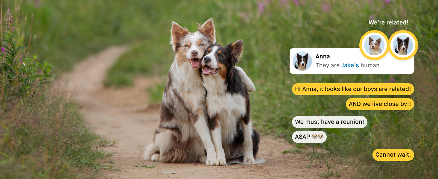 Embark tested dogs showing shared DNA and conversation between two users who connected them together