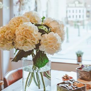 hydrangea