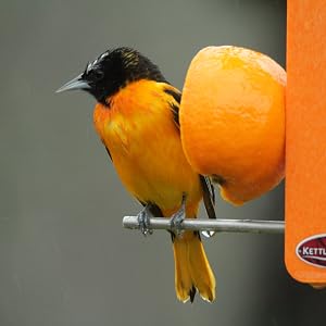 Male oriole on orange stick feeder