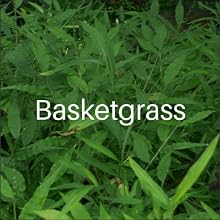 Basketgrass Killer, Agralawn kills basketgrass