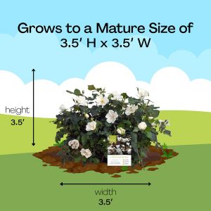 Mature Size
