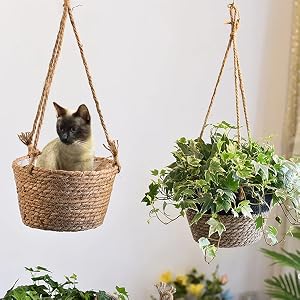plant hanger