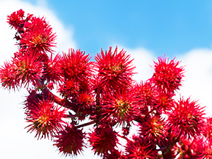 castor oil plant