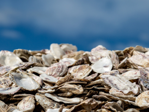 crushed oyster shells chicken calcium for laying hens chicken oyster shells oyster shell calcium