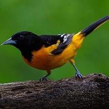 Oriole Perched on a Branch