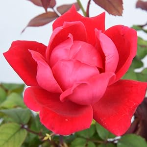 double red knock out rose