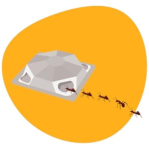 Application Ant Bait Stations