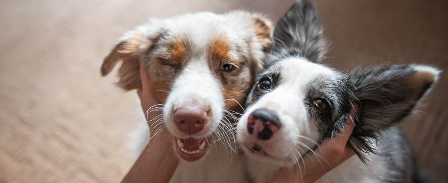 You and your dog will be absolutely, totally, 100% satisfied—or we’ll give you a full refund.