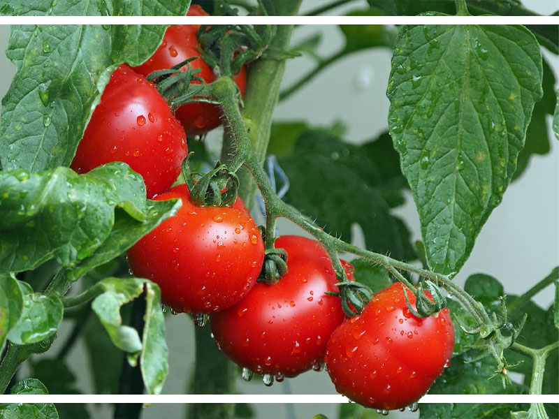 Tomato Plant with Recharge