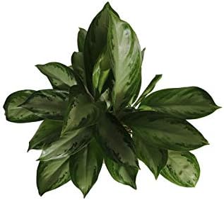 Aglaonema Silver Bay - 6" from California Tropicals