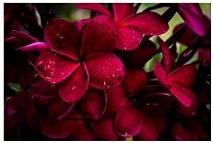 Red Hawaiian Live Plumeria Plant Cutting 9"-12" Long C1 | Discount Hawaiian Gifts Perennial Fragrant Blooms Indoor Outdoor Plants