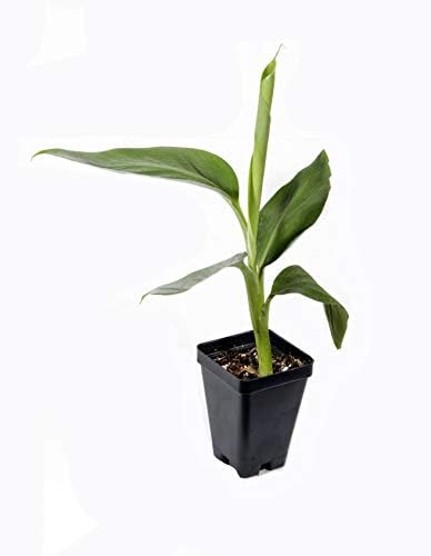 Manzano Apple Banana Plant ***Rare*** Live Manzano Apple Banana Tree