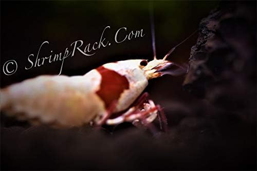 10 Crystal Red Shrimp CRS Grade S-SSS Live Freshwater Aquarium Shrimps 1/4 to 1/2 inch Long.