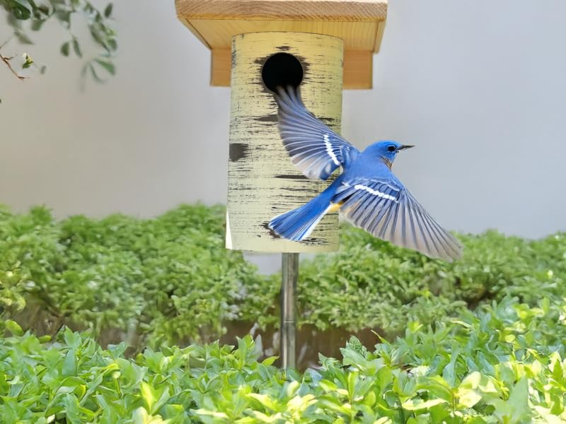 dutchcrafters cedar wood pvc bluebird bird house nesting box