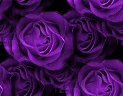 5 PURPLE ROSE Rosa Bush Shrub Perennial Flower SeedsComb S/H